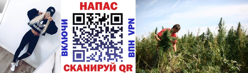 закладки  Малая Вишера  МАРИХУАНА OG Kush 